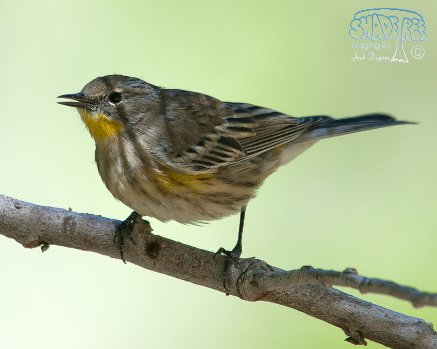 Yellow-Rumped Warbler - Setophaga coronata auduboni
