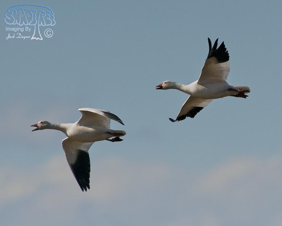 Snow Goose - Anser caerulescens