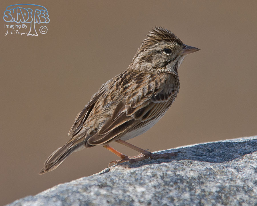 Savannah Sparrow - Passerculus sandwichensis