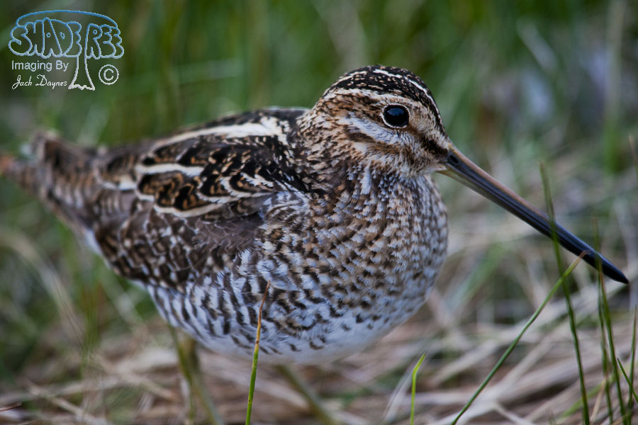 Wilson's Snipe - Gallinago delicata