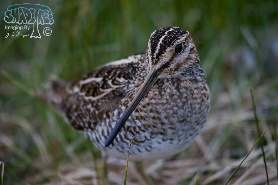 Wilson's Snipe - Gallinago delicata