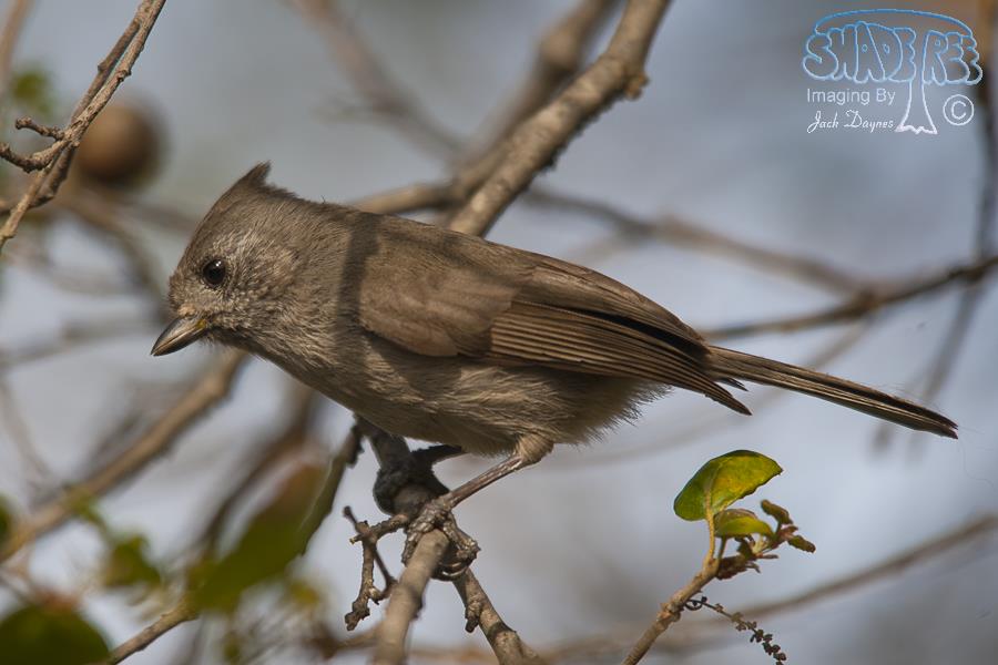 Oak Titmouse - Baeolophus inornatus