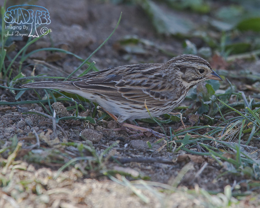 Savannah Sparrow - Passerculus sandwichensis