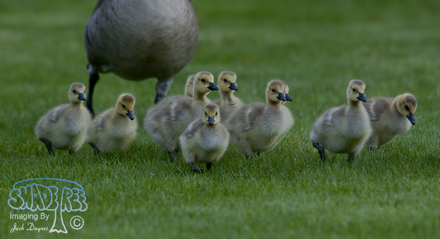 Canada Goose - Branta canadensis