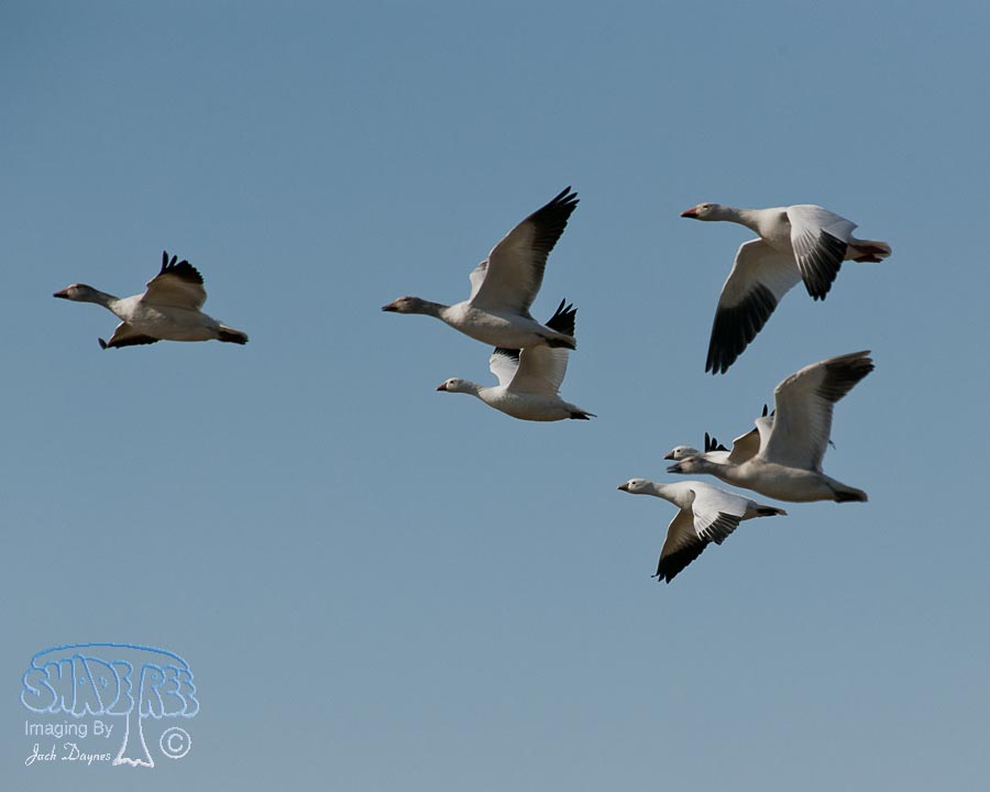 Ross's Goose - Anser rossii
