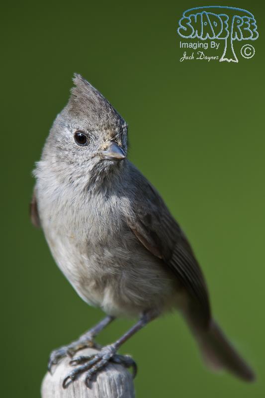 Oak Titmouse - Baeolophus inornatus