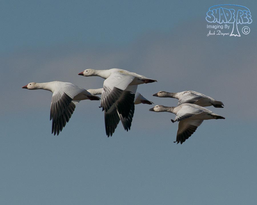 Snow Goose - Anser caerulescens