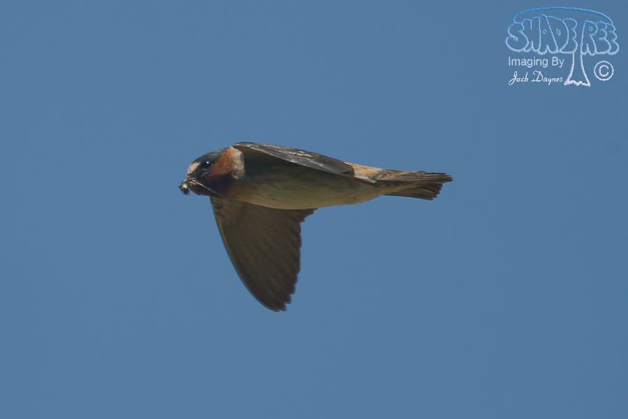 Cliff Swallow - Petrochelidon pyrrhonota