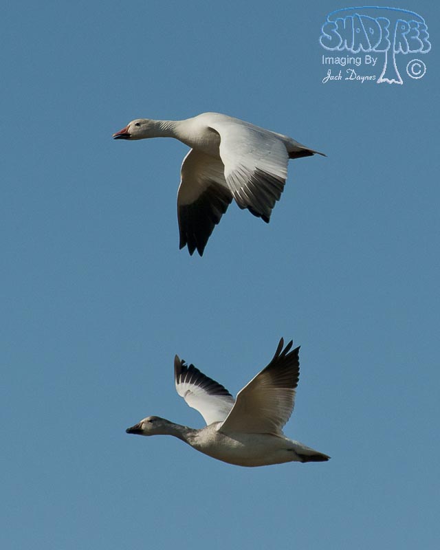 Snow Goose - Anser caerulescens