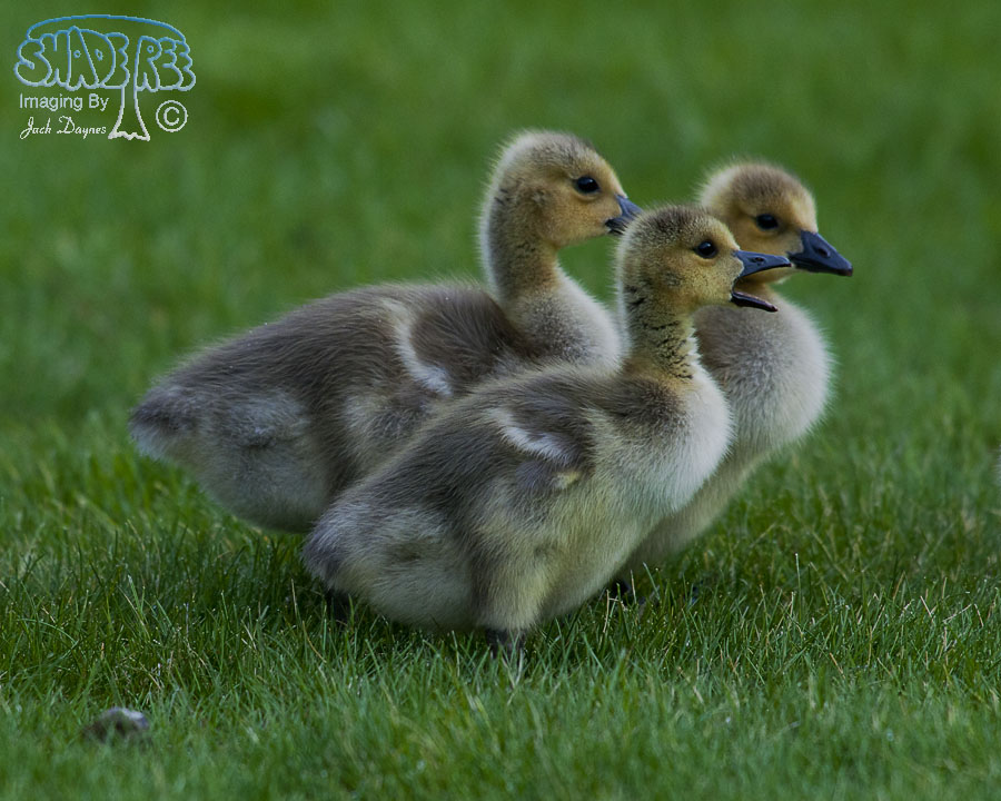 Canada Goose - Branta canadensis