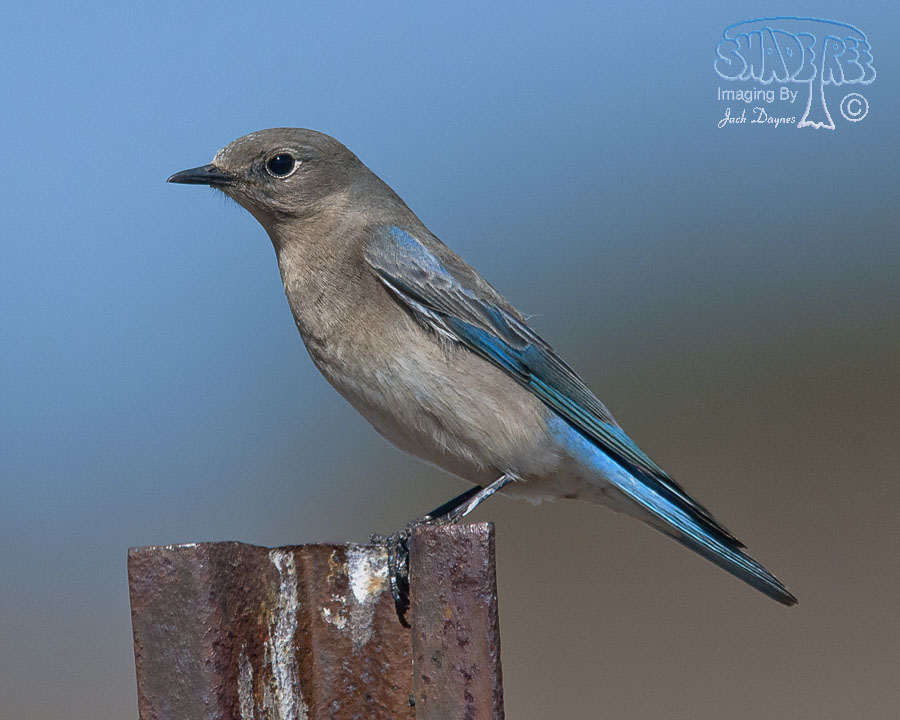 Mountain Bluebird - Sialia currucoides