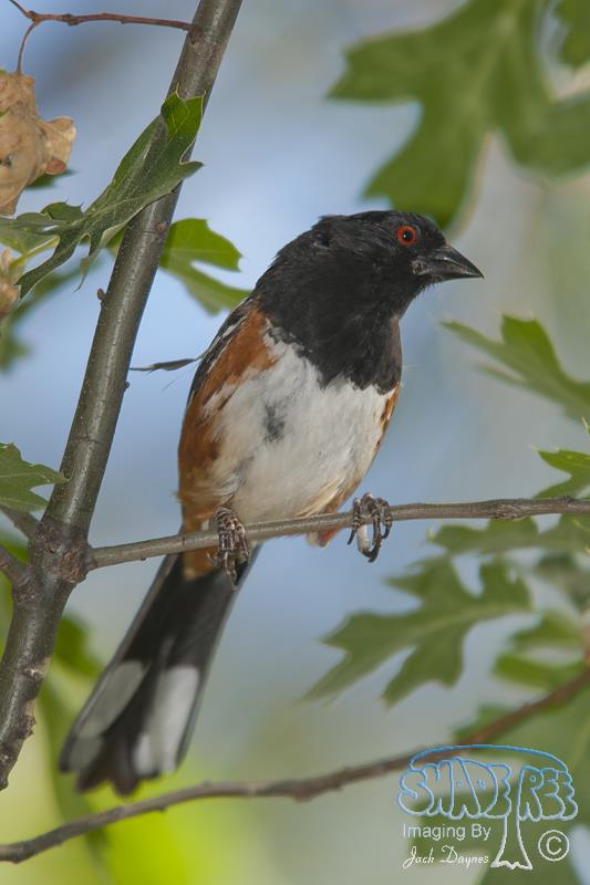 Spotted Towhee - Pipilo maculatus