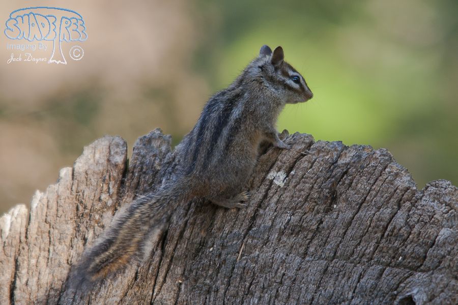 Merriam's Chipmunk - Neotamias merriami