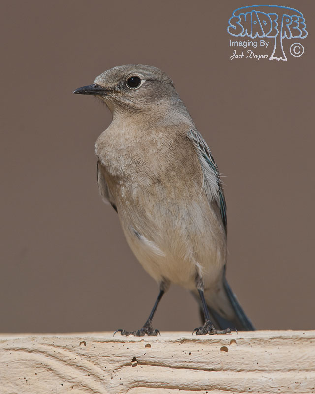 Mountain Bluebird - Sialia currucoides