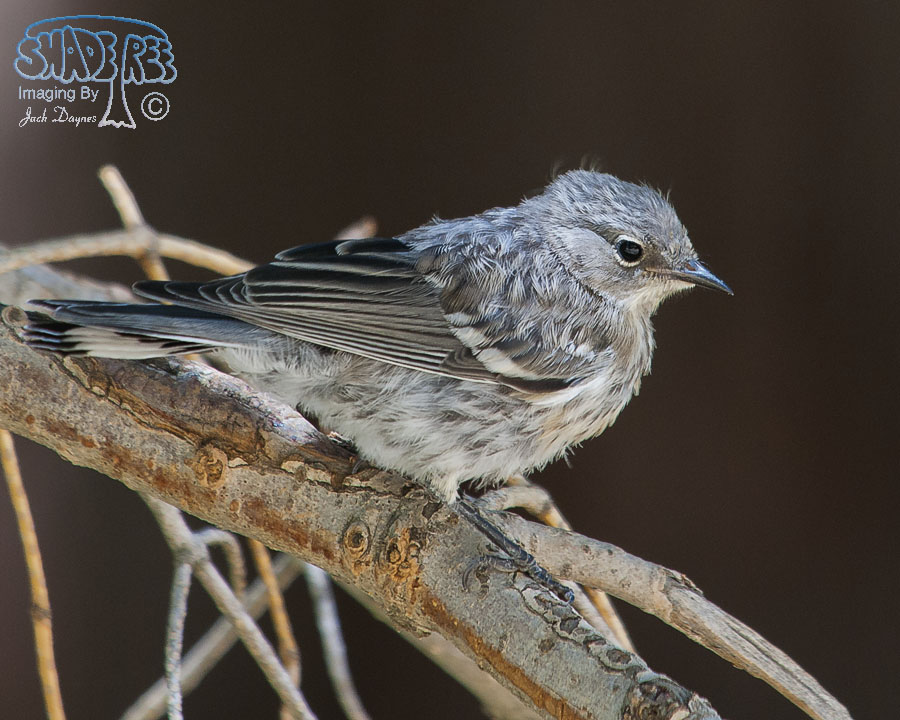 Yellow-Rumped Warbler - Setophaga coronata auduboni