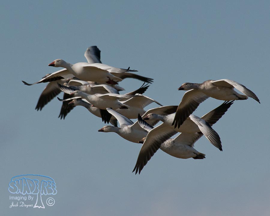 Snow Goose - Anser caerulescens