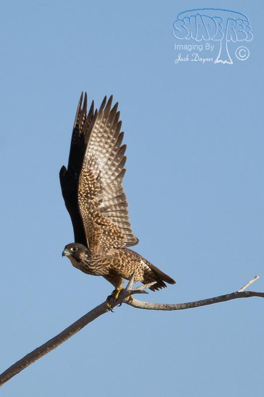 Peregrine Falcon - Falco peregrinus
