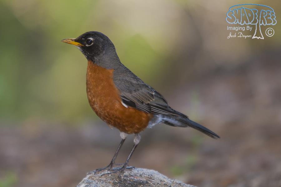 American Robin - Turdus migratorius