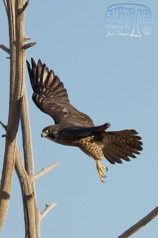 Peregrine Falcon - Falco peregrinus