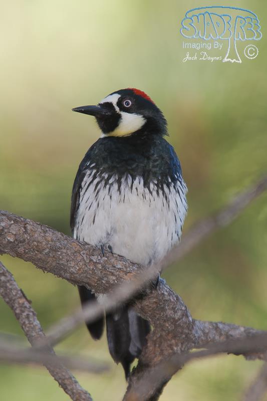 Acorn Woodpecker - Melanerpes formicivorus