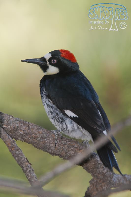 Acorn Woodpecker - Melanerpes formicivorus