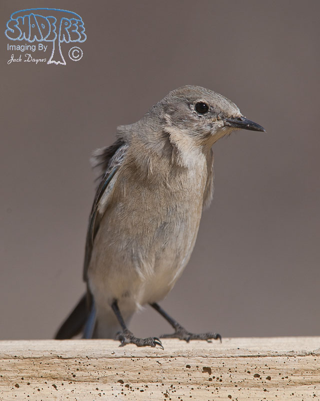 Mountain Bluebird - Sialia currucoides
