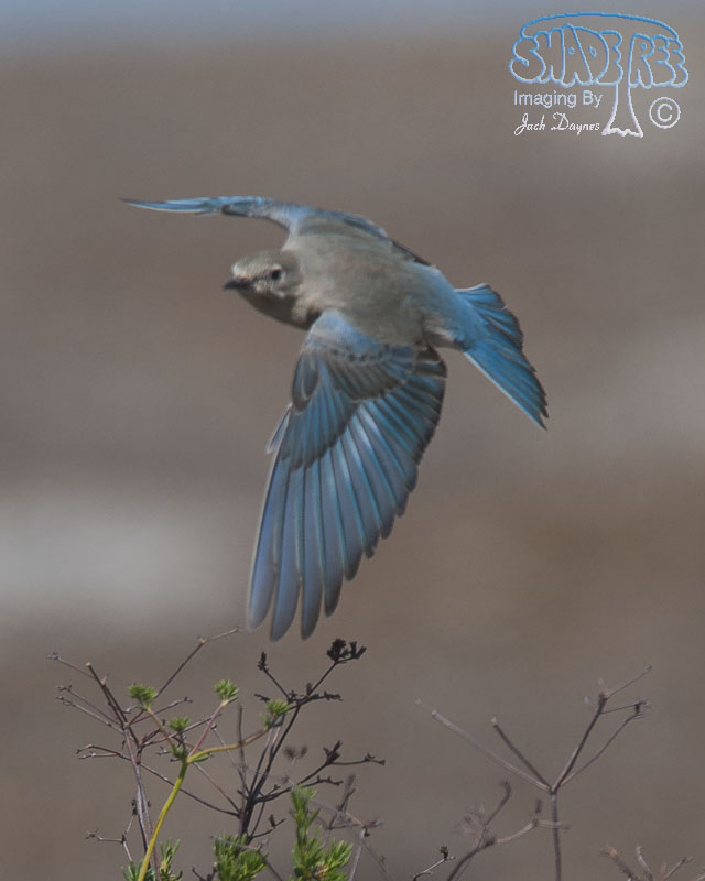 Mountain Bluebird - Sialia currucoides