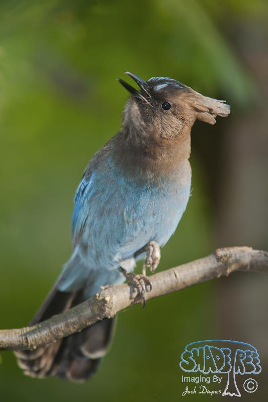 Steller's Jay - Cyanocitta stelleri