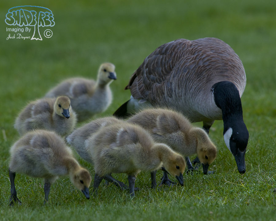 Canada Goose - Branta canadensis