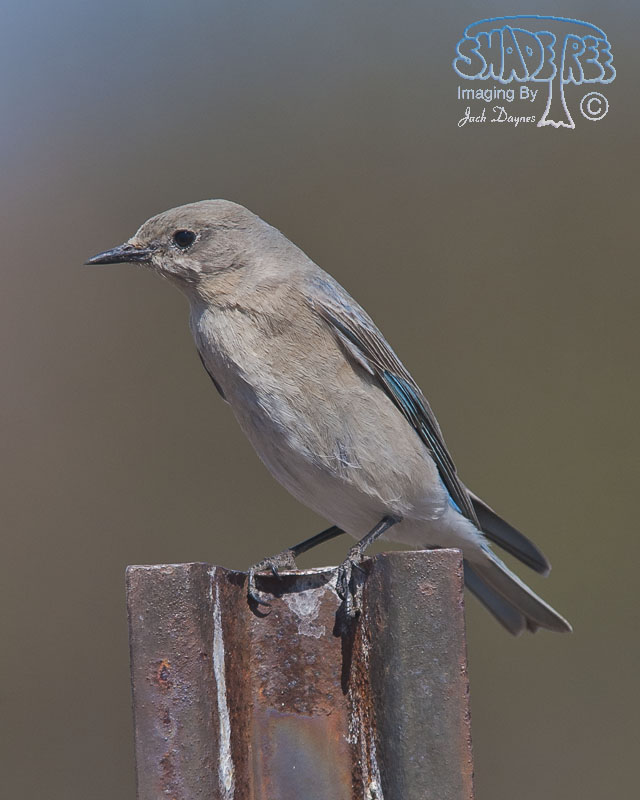 Mountain Bluebird - Sialia currucoides