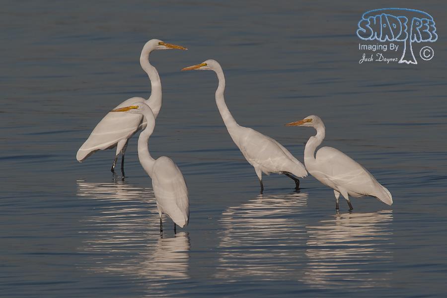 Great Egret - Ardea alba