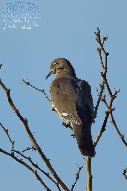 White-Winged Dove - Zenaida asiatica
