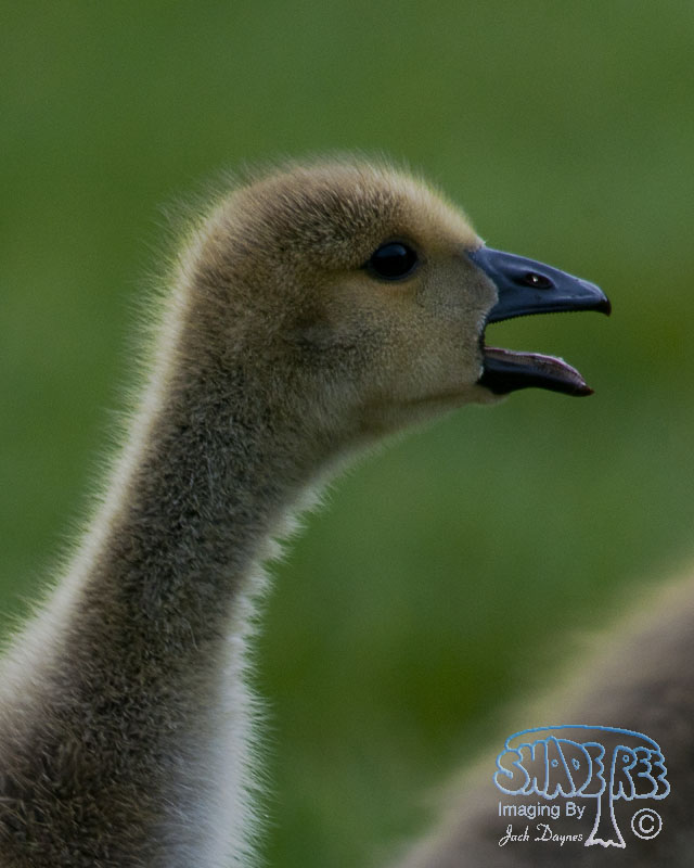 Canada Goose - Branta canadensis