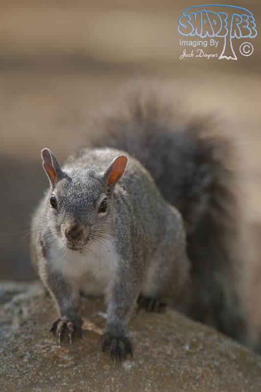 Western Gray Squirrel - Sciurus griseus