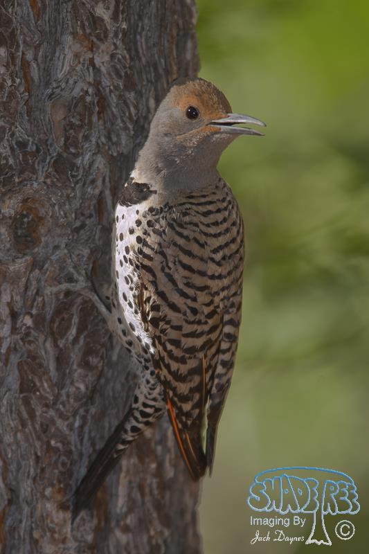 Northern Flicker - Colaptes auratus