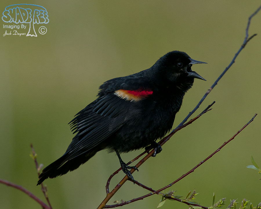Red-Winged Blackbird - Agelaius phoeniceus