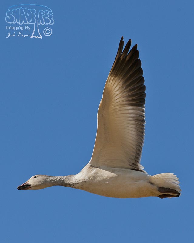 Snow Goose - Anser caerulescens