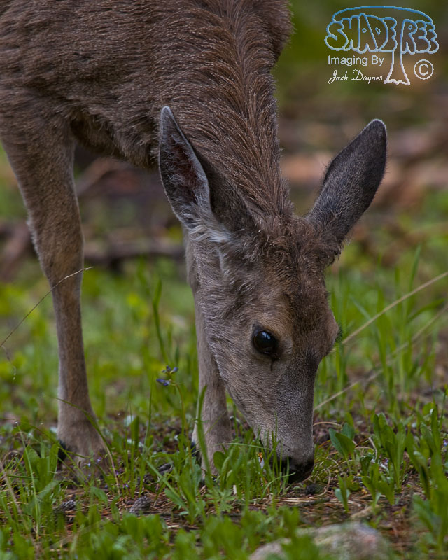 Mule Deer - Odocoileus hemionus