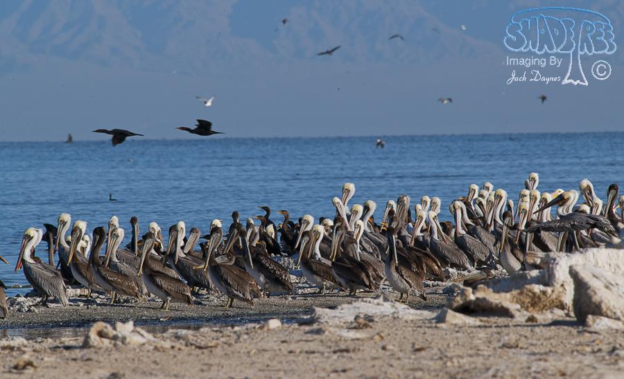 Brown Pelican - Pelecanus occidentalis