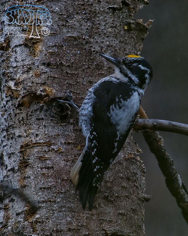 American Three-Toed Woodpecker - Picoides dorsalis