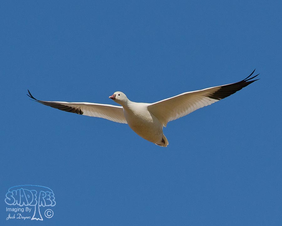 Ross's Goose - Anser rossii
