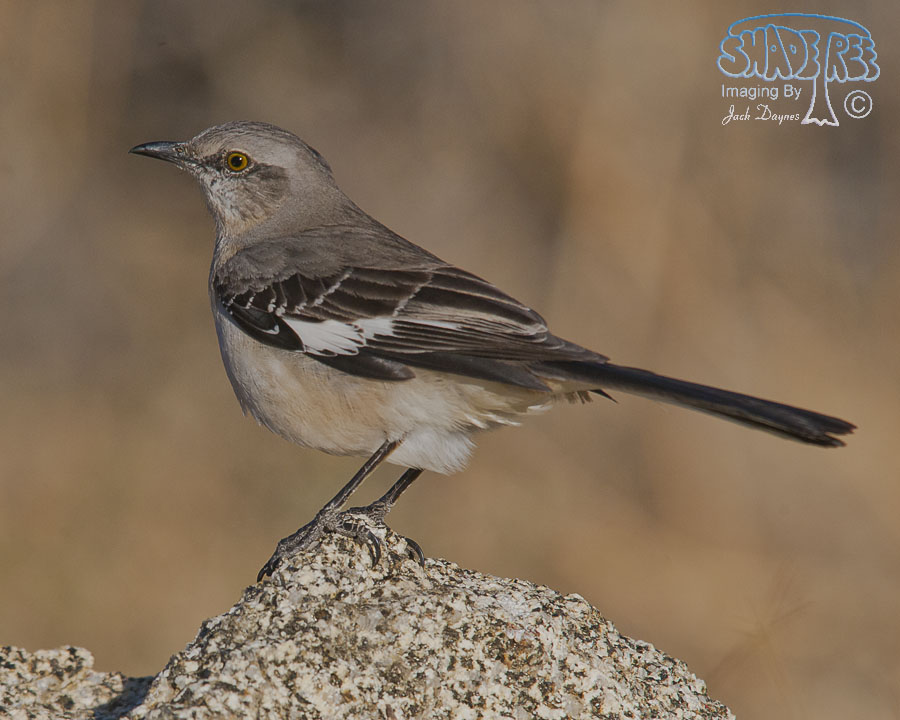 Northern Mockingbird - Mimus polyglottos