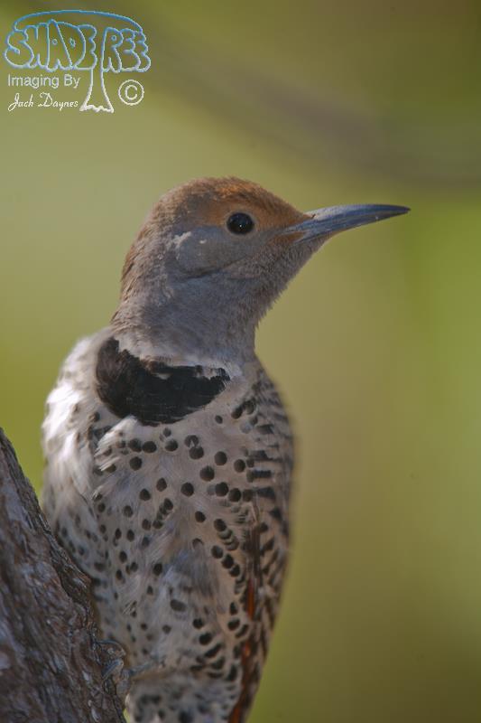 Northern Flicker - Colaptes auratus