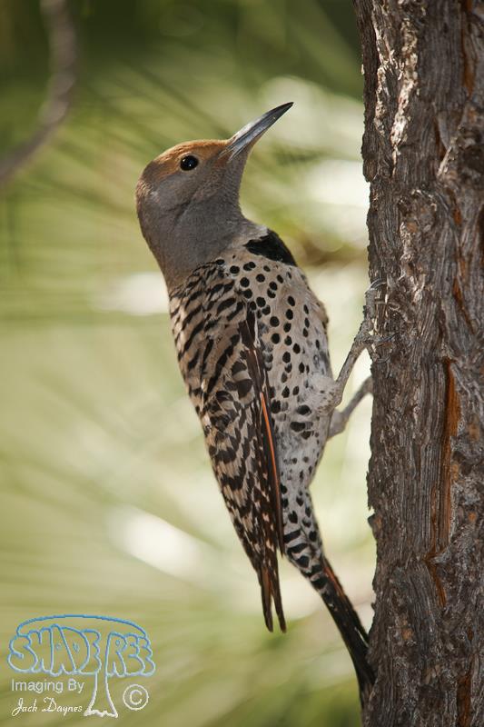 Northern Flicker - Colaptes auratus
