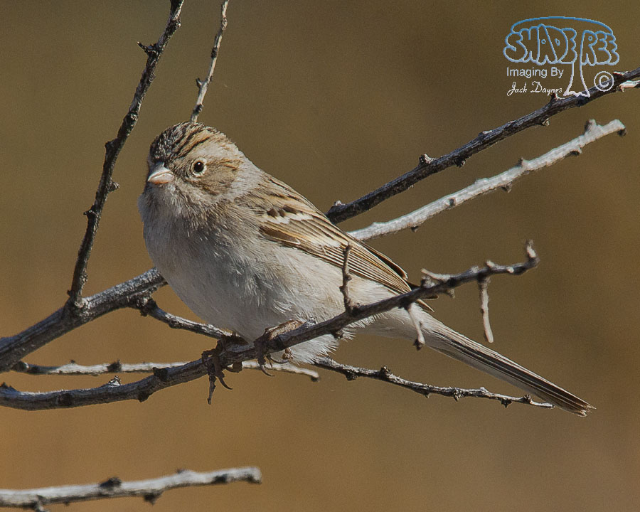 Brewer's Sparrow - Spizella breweri