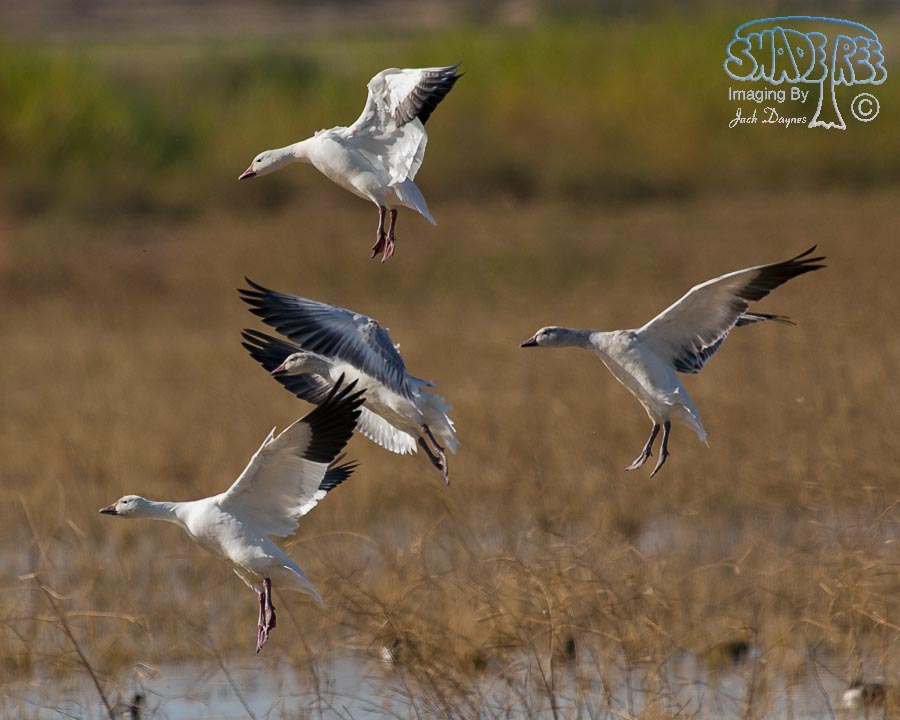 Snow Goose - Anser caerulescens