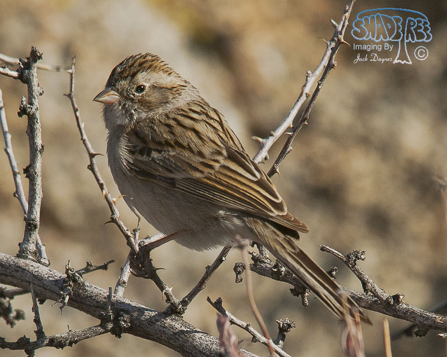 Brewer's Sparrow - Spizella breweri