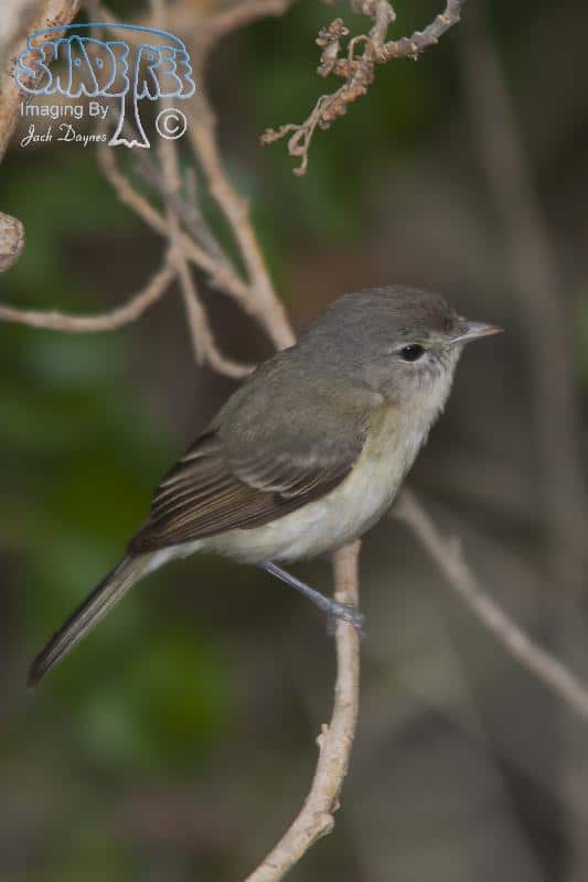 Bell's Vireo - Vireo bellii