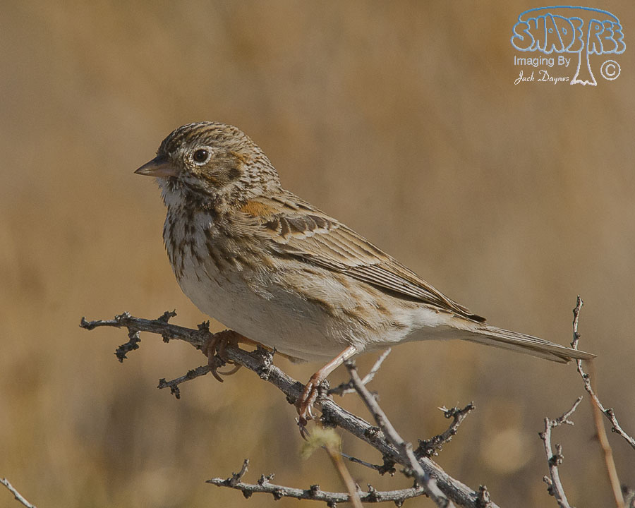 Vesper Sparrow - Pooecetes gramineus