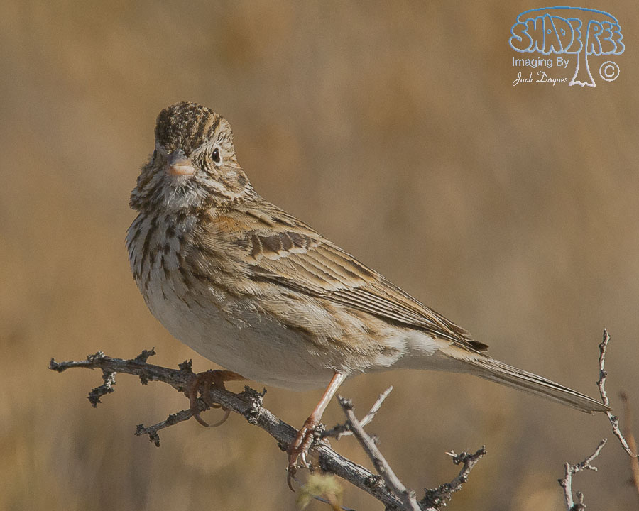 Vesper Sparrow - Pooecetes gramineus